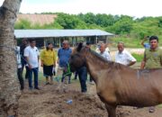 DPRD dan Pemkab Sumba Timur Lakukan Uji Petik Dokumen Ternak Kuda Produktif di Karantina Waingapu