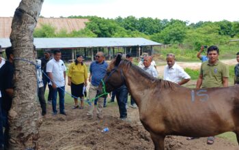 DPRD Sumba Timur Keluarkan Rekomendasi Mulai Dari Bentuk Pansus, Tutup Sementara Jalur Pengiriman Ternak Produktif Hingga Minta Polisi Usut Tuntas Dugaan Pemalsuan Dokumen