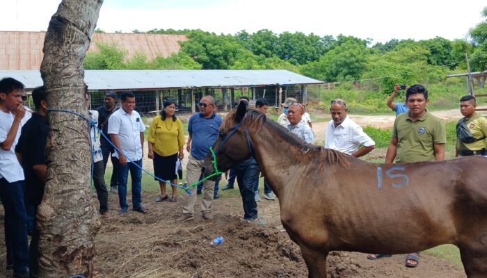 DPRD dan Pemkab Sumba Timur Lakukan Uji Petik Dokumen Ternak Kuda Produktif di Karantina Waingapu