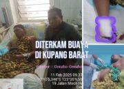 Pergelangan Tangan Kanan Petani di Kupang Putus Setelah Diterkam Buaya Saat Mencari Ikan