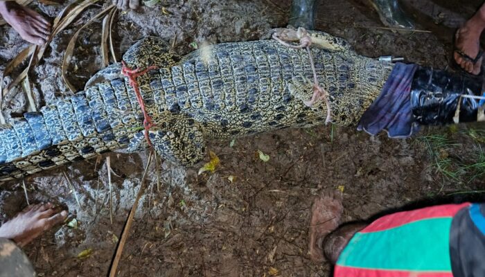 Tanggapi Laporan Buaya Muara Masuk Ke Pemukiman Warga di Kupang, Petugas BBKSDA NTT Amankan Sesuai Prosedur