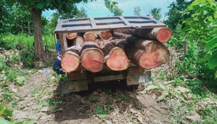 Petugas BBKSDA NTT Amankan Enam Pelaku Penebangan Liar di Hutan Produksi Mutis Timau