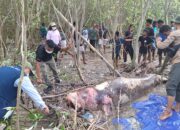 Dugong Terdampar di Lokasi TWAL Teluk Kupang, Bangkainya di Kubur Demi Cegah Virus dan Bakteri Menular