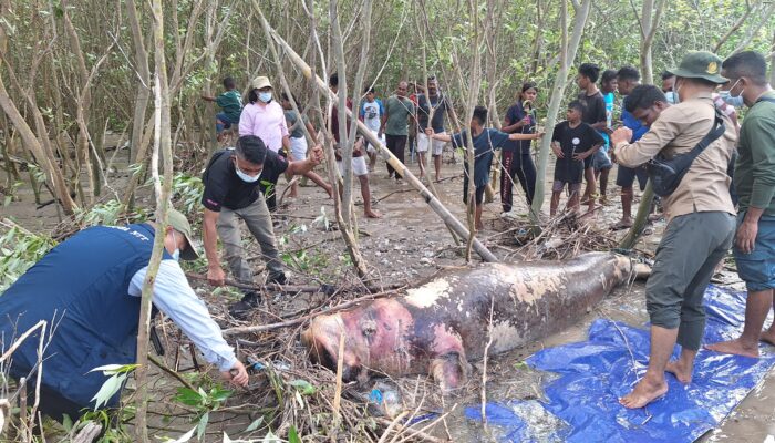 Dugong Terdampar di Lokasi TWAL Teluk Kupang, Bangkainya di Kubur Demi Cegah Virus dan Bakteri Menular