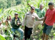 Monitoring Tanaman Jagung Milik Kelompok Tani di Alor, Polsek Pantar dan PPL Pertanian Ajak Warga Dukung Ketahanan Pangan