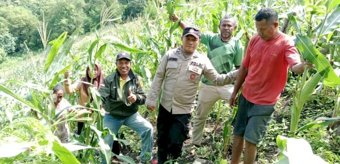 Monitoring Tanaman Jagung Milik Kelompok Tani di Alor, Polsek Pantar dan PPL Pertanian Ajak Warga Dukung Ketahanan Pangan