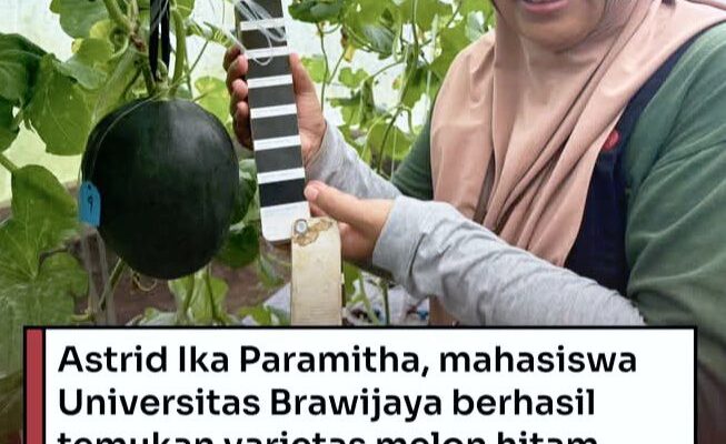 Mahasiswi Pertanian Brawijaya Berhasil Kembangkan Varietas Melon Hitam