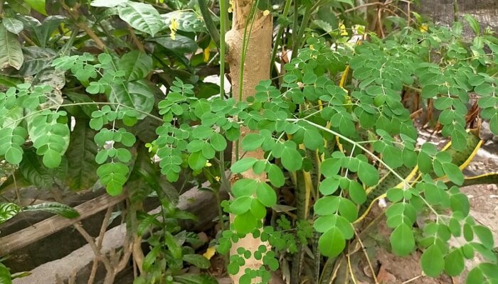 Suka Konsumsi Kelor? Ini Segudang Manfaat Kelor Bagi Kesehatan Manusia
