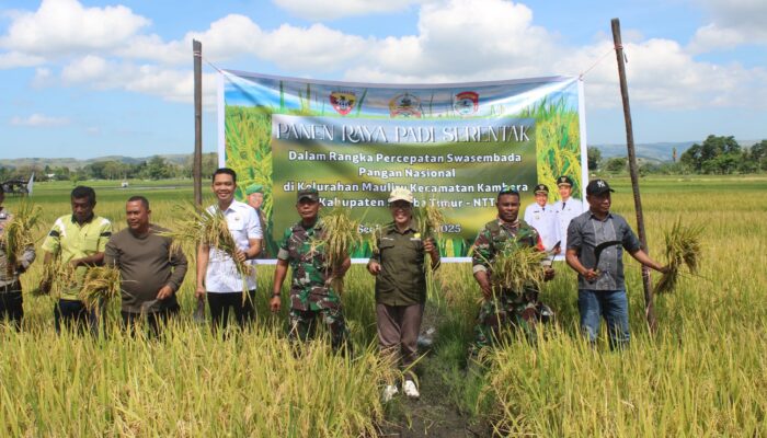 Dukung Ketahanan Pangan, Wakil Bupati Sumba Timur Ikut Panen Raya Bersama Petani di Sawah Mauliru