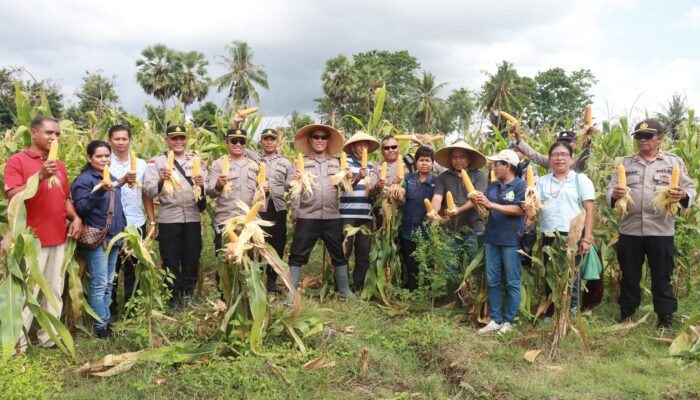 Panen Jagung di Bekas Lahan Tidur, Kapolres Sumba Timur Apresiasi Warga Mauliru