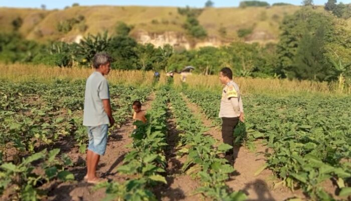 Bhabinkamtibmas Polres Sumba Timur Dukung Kemandirian Pangan