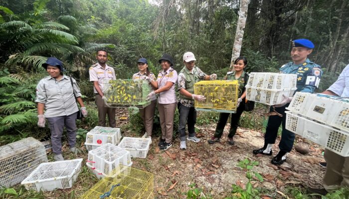 BBKSDA NTT Lepasliarkan Satwa Liar Dilindungi, 1.000 Ekor Burung Pleci/Kacamata Jawa dan 6 Anis Kembang